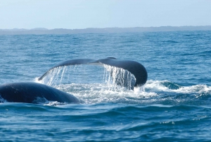 ケープ：サファリ＆ホエール・コースト3日間ツアー（プライベート送迎付き