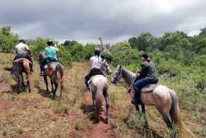 ケープ：サファリ＆ホエール・コースト3日間ツアー（プライベート送迎付き
