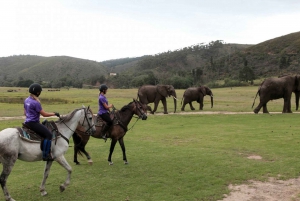 ケープ：サファリ＆ホエール・コースト3日間ツアー（プライベート送迎付き