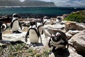 ケープ：サファリ＆ホエール・コースト3日間ツアー（プライベート送迎付き