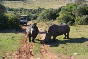 ケープ：サファリ＆ホエール・コースト3日間ツアー（プライベート送迎付き