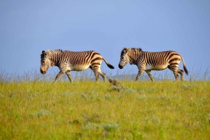 ケープ：サファリ＆ホエール・コースト3日間ツアー（プライベート送迎付き