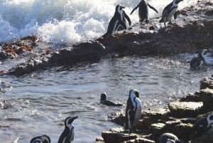 ケープ：サファリ＆ホエール・コースト3日間ツアー（プライベート送迎付き