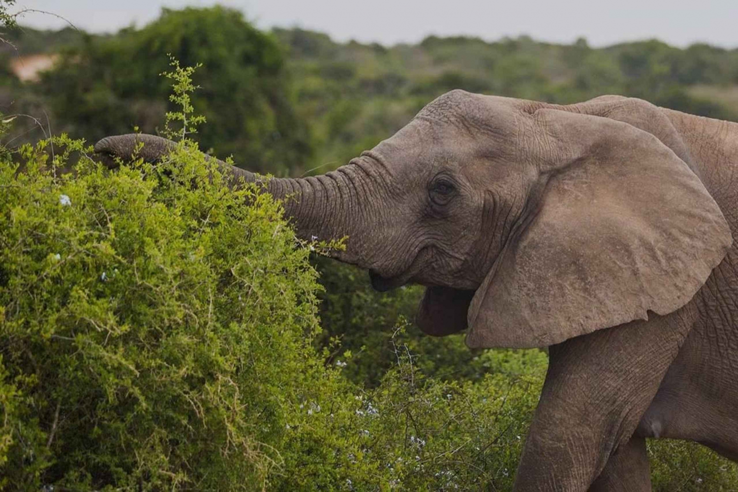 Città del Capo: 10 giorni Garden Route, Winelands e Cape Point Combo