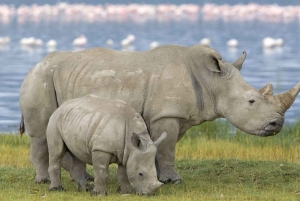 Кейптаун: 4-дневный частный тур по Садовому маршруту с размещением