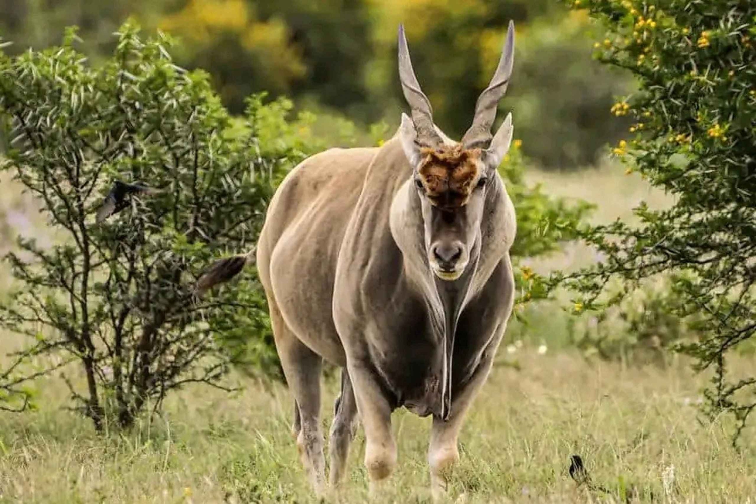 ガーデンルートとアド・エレファント国立公園のサファリ（5日間）：ケープタウン