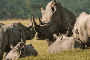 Le Cap : 7 jours d'expérience en petit groupe sur la Route des jardins