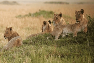 Le Cap : 7 jours d'expérience en petit groupe sur la Route des jardins