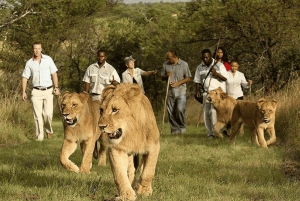 Le Cap : 7 jours d'expérience en petit groupe sur la Route des jardins