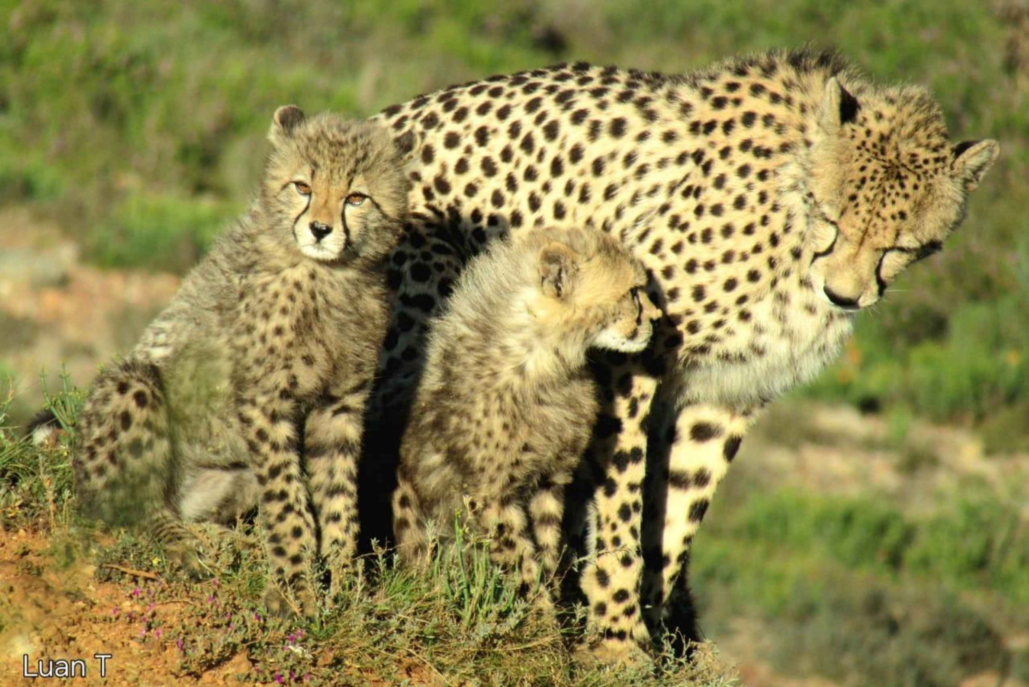 Desde Ciudad del Cabo: safari de 2 días por la Ruta Jardín (bonus: pingüinos)