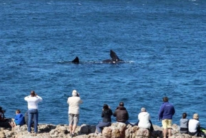 Safari de 2 dias na Cidade do Cabo com os Big 5, pinguins e Cabo Agulhas