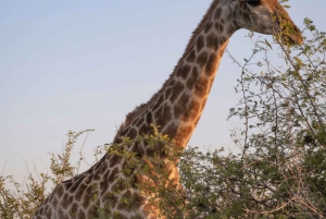 Safari de 2 dias na Cidade do Cabo com os Big 5, pinguins e Cabo Agulhas