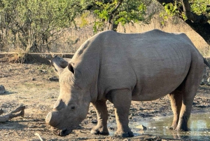 Safari de 2 dias na Cidade do Cabo com os Big 5, pinguins e Cabo Agulhas