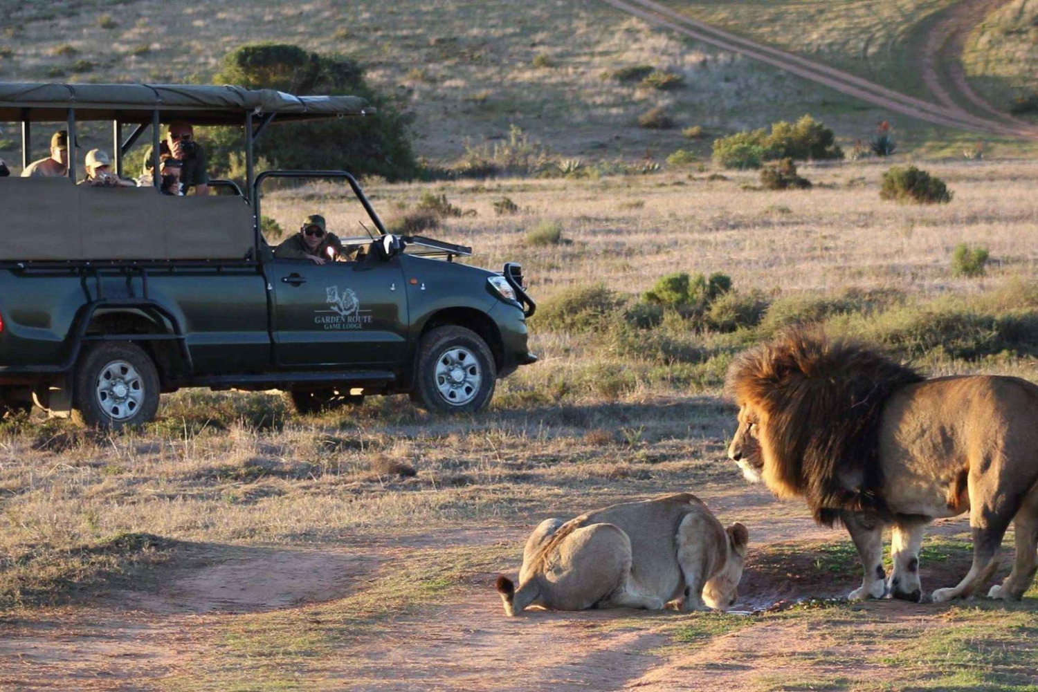 Из Кейптауна: 2-дневное сафари в Garden Route Game Lodge