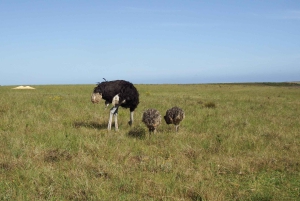 From Cape Town: 3-Day Garden Route Highlights and 4x4 Safari