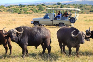 From Cape Town: 3-Day Garden Route Highlights Safari