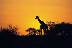 From Cape Town: 3-Day Garden Route Highlights Safari