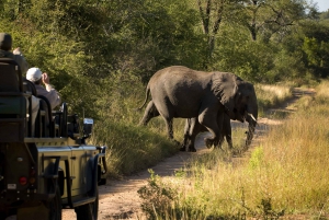 From Cape Town: 3-Day Garden Route Highlights Safari