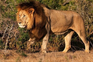 From Cape Town: 5-Day Best of Garden Route & Addo Safari