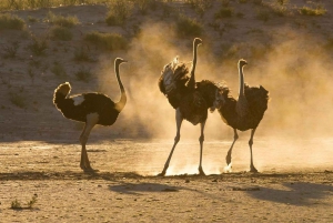 From Cape Town: 5-Day Best of Garden Route & Addo Safari