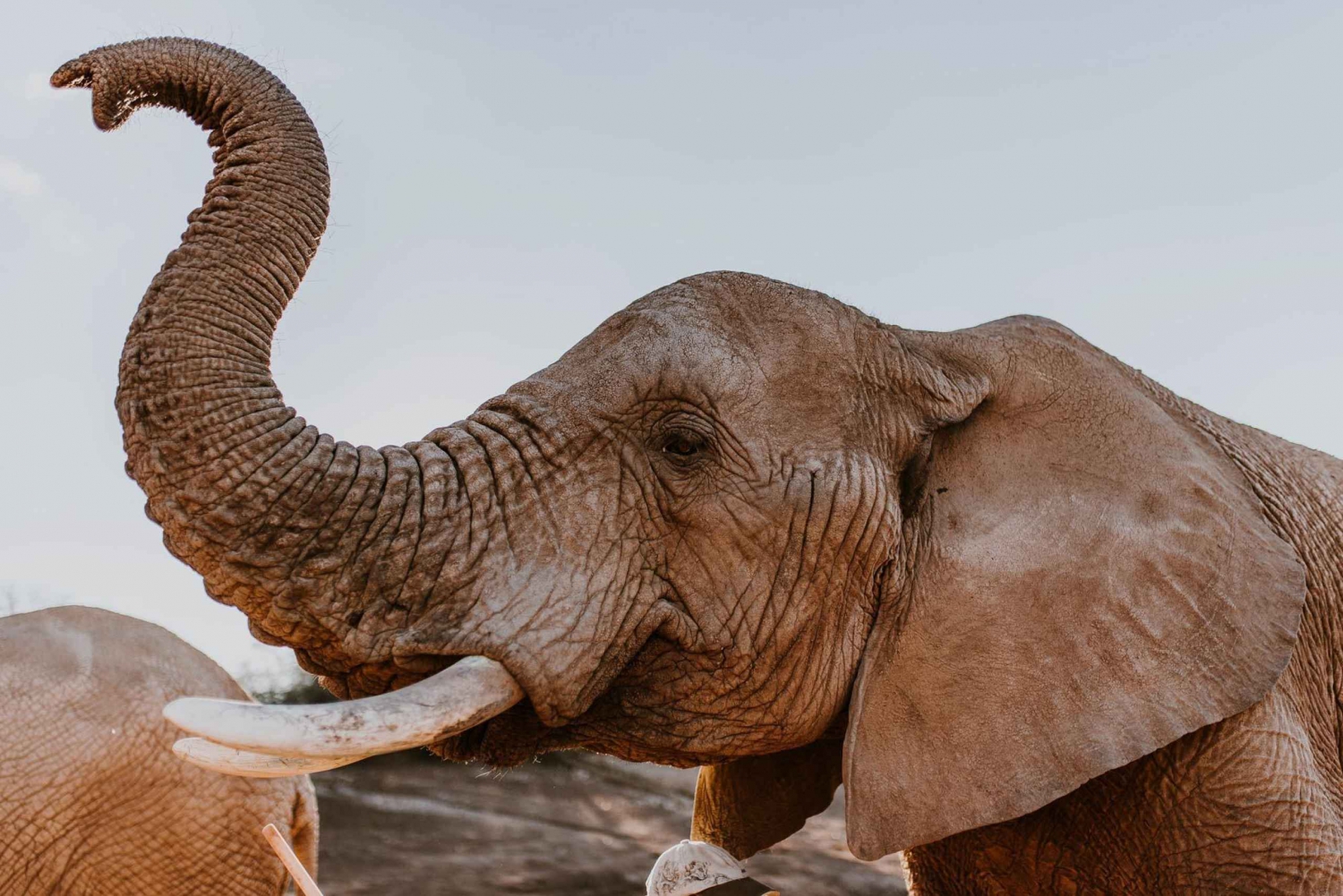 Кейптаун: 2-дневный тур по дикой природе с сафари и роскошным проживанием