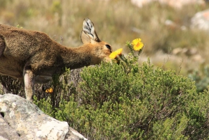 ウッズホーン発スワートベルク山プライベートツアー1日