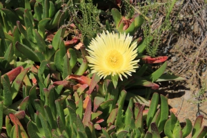 ウッズホーン発スワートベルク山プライベートツアー1日