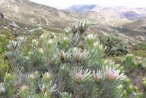 ウッズホーン発スワートベルク山プライベートツアー1日