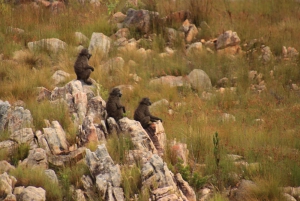 ウッズホーン発スワートベルク山プライベートツアー1日