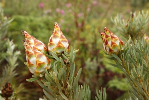 ウッズホーン発スワートベルク山プライベートツアー1日
