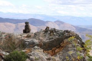 ウッズホーン発スワートベルク山プライベートツアー1日