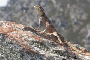 ウッズホーン発スワートベルク山プライベートツアー1日