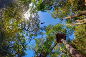 Garden Route National Park: Tsitsikamma Zipline Canopy Tour