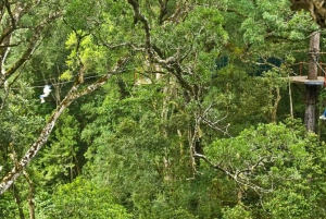 Garden Route National Park: Tsitsikamma Zipline Canopy Tour