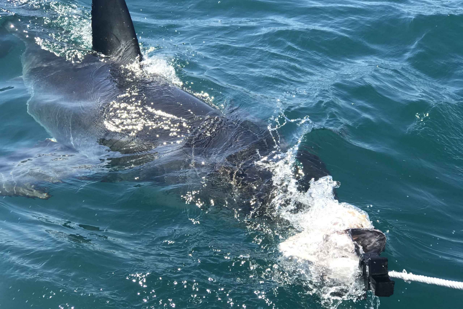 Fra Cape Town: 2-dagers Garden Route-safari med haidykking