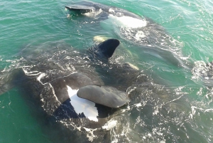 ハーマナス：ボートでのホエールウォッチング体験