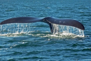 ハーマナス：ボートでのホエールウォッチング体験