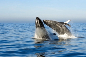 Книсна: Экскурсия на лодке с наблюдением за китами в непосредственной близости