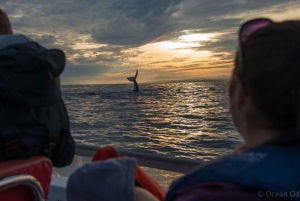 Книсна: Экскурсия на лодке с наблюдением за китами в непосредственной близости
