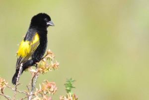Oudtshoorn: Vogelavontuur met ontbijt