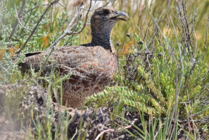 Oudtshoorn: Vogelavontuur met ontbijt