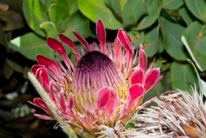 ウードショーンスワートベルク峠ツアーとカントリーランチ