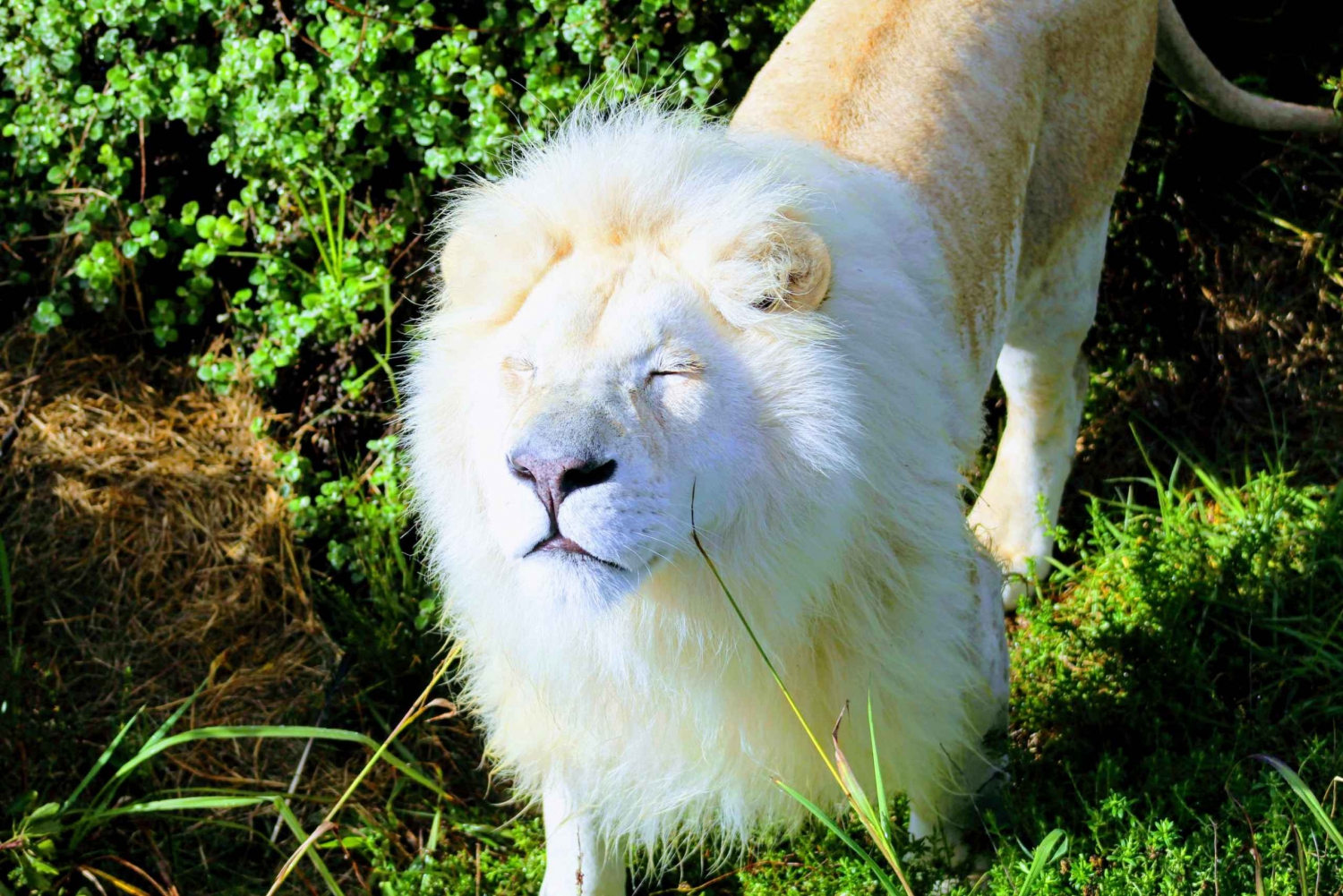 Плеттенберг-Бей: Семейный тур EcoKidz по дикой природе