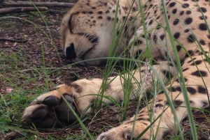 Plettenberg Baai: EcoKidz tocht door de natuur voor het hele gezin