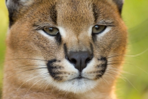 Plettenberg Baai: EcoKidz tocht door de natuur voor het hele gezin