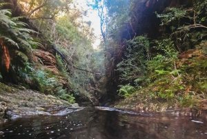 Plettenberg Bay: Canyoning Trip