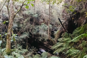 Plettenberg Bay: Canyoning Trip