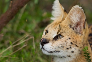 Plettenberg Baai: EcoKidz tocht door de natuur voor het hele gezin