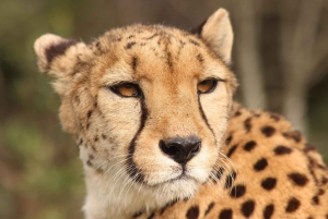 Plettenberg Baai: EcoKidz tocht door de natuur voor het hele gezin