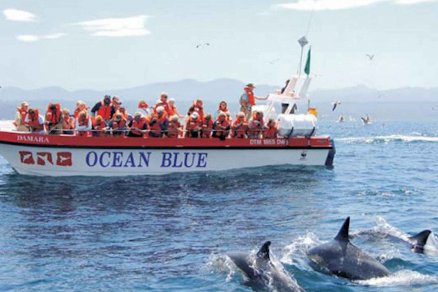 Plettenberg Bay : Tour en bateau à la rencontre des dauphins et de la mer